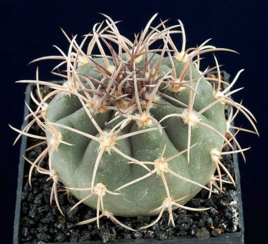 Gymnocalycium_acorrugatum